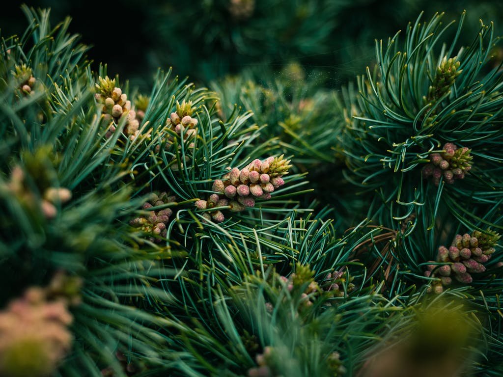 Detailed close-up of young pine cones nestled in lush evergreen needles during the summer season.