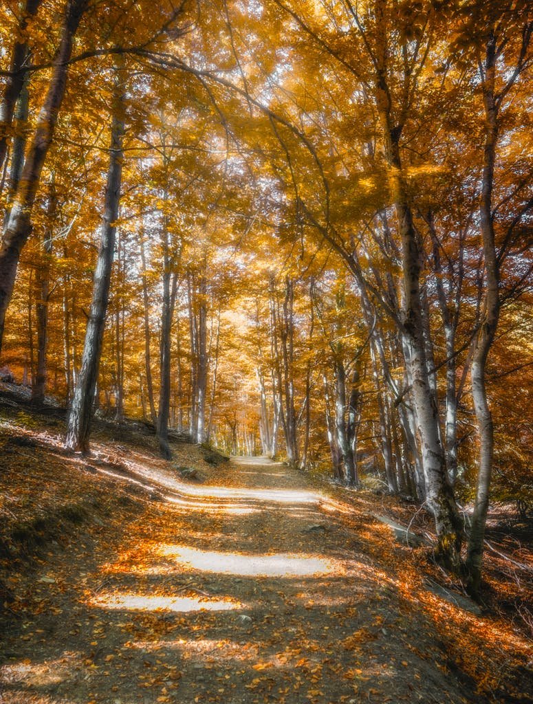 Explore a vibrant autumn trail in a serene Madrid forest, capturing nature's warm hues and peaceful atmosphere.