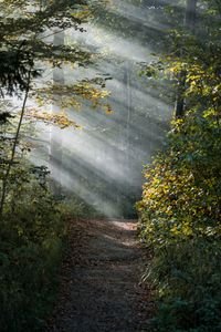 A tranquil forest path illuminated by sunlight filtering through the trees. Representing grief brain